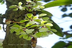 Smithsonia viridiflora